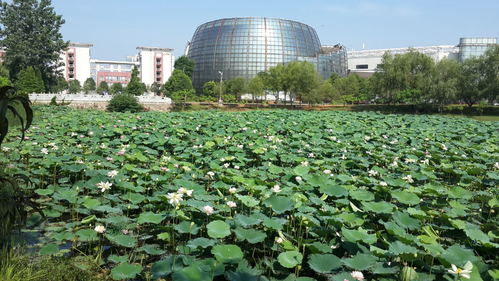 校园夏景